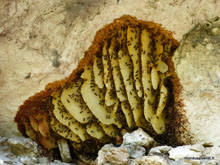 Nid d'abeilles - Australie